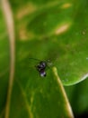 Black ant looking for food in the leaves Royalty Free Stock Photo