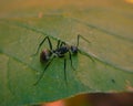 Black ant looks beautiful in green leaf