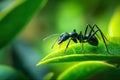 Black Ant Macro CloseUp on Vibrant Green Leaf Royalty Free Stock Photo