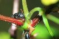 Black ant mantis
