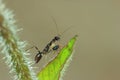 Black ant mantis