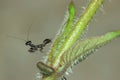 Black ant mantis