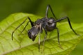 Black ant mimic jumping spider, Myrmarachne Royalty Free Stock Photo