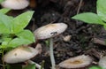 Black ant on mushroom plant closeup image Royalty Free Stock Photo