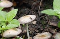 Black ant on mushroom plant closeup image Royalty Free Stock Photo