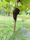 black ant nest attached to a guava tree Royalty Free Stock Photo