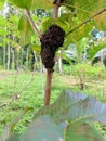 black ant nest attached to a guava tree Royalty Free Stock Photo