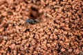 Black ant nest in red soil Royalty Free Stock Photo