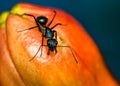 Black ant over pomegranate flower Royalty Free Stock Photo
