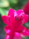 Black ant over red garden flower Royalty Free Stock Photo