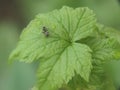 Black ant regales sweet currant dew. Royalty Free Stock Photo