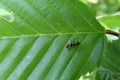 Black ant runs on a green leaf Royalty Free Stock Photo