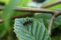 Black ant runs on a green leaf Royalty Free Stock Photo