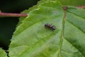 Black ant runs on a green leaf Royalty Free Stock Photo