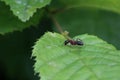 Black ant runs on a green leaf Royalty Free Stock Photo