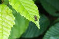 Black ant runs on a green leaf Royalty Free Stock Photo
