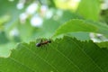 Black ant runs on a green leaf Royalty Free Stock Photo