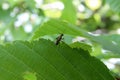 Black ant runs on a green leaf Royalty Free Stock Photo