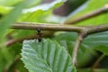 Black ant runs on a green leaf Royalty Free Stock Photo