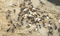 Black ant shifting eggs, Satara, Maharashtra Royalty Free Stock Photo