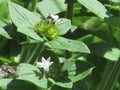 black ant and small bee searching for food Royalty Free Stock Photo