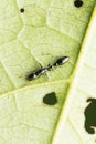 Black ant, Tetraponera rakotonis, Pune, Maharashtra Royalty Free Stock Photo