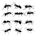 Black Ant Vector Art ,Icons. Royalty Free Stock Photo