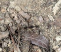 Black ant walk on rough ground
