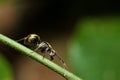 Black ant walking on a branch Royalty Free Stock Photo
