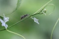 a black ant walking on a gourd tree in a tropical forest. Selective focus. Royalty Free Stock Photo