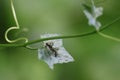 a black ant walking on a gourd tree in a tropical forest. Selective focus. Royalty Free Stock Photo