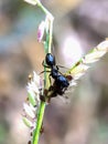 Black ant Royalty Free Stock Photo