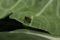 A Black Ant Walking On A Green Leaf Royalty Free Stock Photo