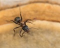 A Black Ant is Walking on the Surface of a Bark Mushroom Royalty Free Stock Photo