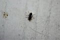 Black ant walking on a white board Royalty Free Stock Photo