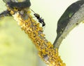 Black Ant walks over yellow Aphids Royalty Free Stock Photo