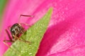 Black ant on a yellow flower Royalty Free Stock Photo