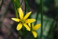 Black ant on yellow flower Nothoscordum plants in onion tribe within the Amaryllis family Royalty Free Stock Photo