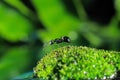 Black Ants Royalty Free Stock Photo
