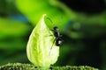 Black Ants Royalty Free Stock Photo