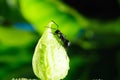 Black Ants Royalty Free Stock Photo