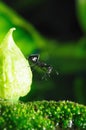 Black Ants Royalty Free Stock Photo