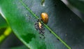 Black ants bite to eat the carcass of the snail. The small black ants are helping to bring food to the nest. Black garden ant.