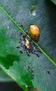 Black ants bite to eat the carcass of the snail. The small black ants are helping to bring food to the nest. Black garden ant.