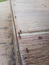 Black ants on the brown floor Royalty Free Stock Photo