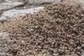 Black ants building their nest in a street. Worker ants carrying tiny stones.