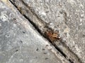 Black ants carry the dead cockroach