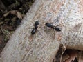 Black ants close look