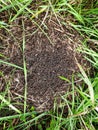 Black ants crawl in their anthill in the forest. Close-up
