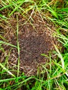 Black ants crawl in their anthill in the forest. Close-up